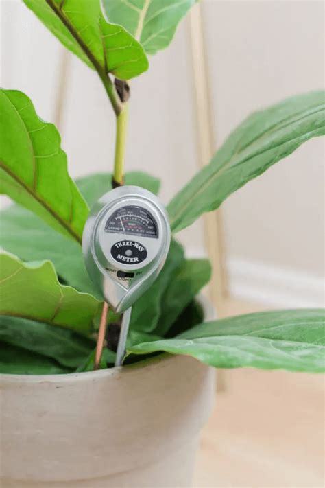 moisture meter fig|fiddle leaf fig watering time.